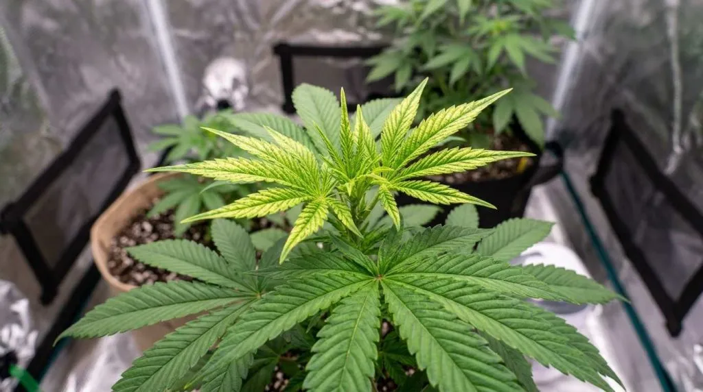 pale or mottled new growth manganese