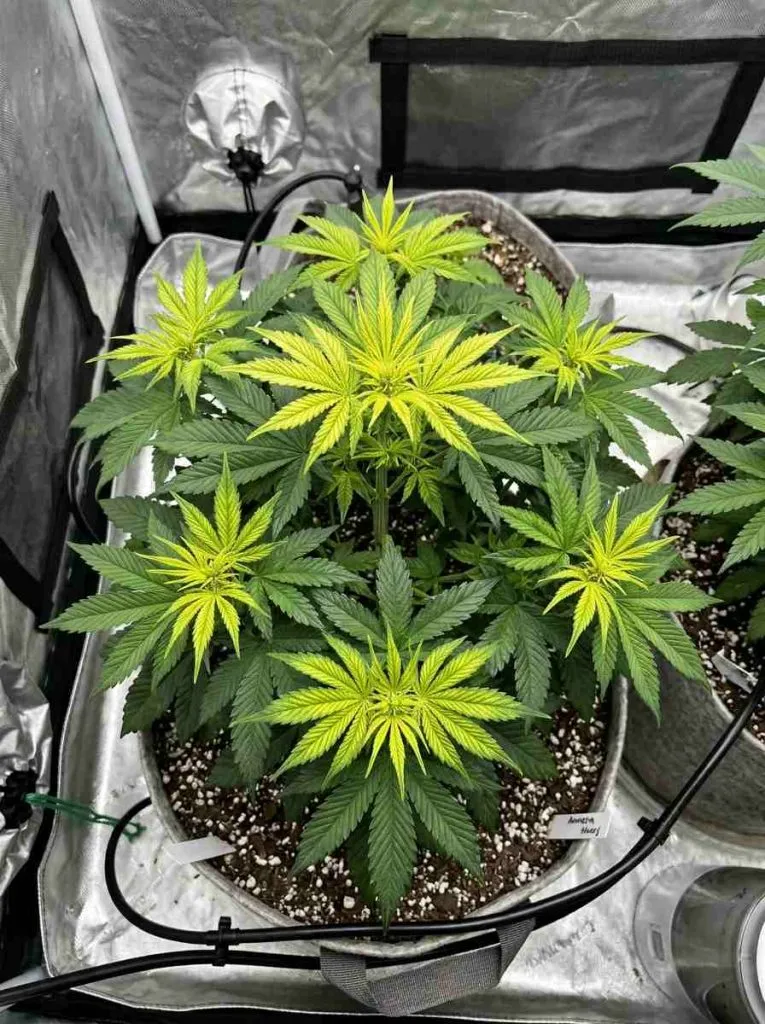 several pale shoot tips iron deficiency