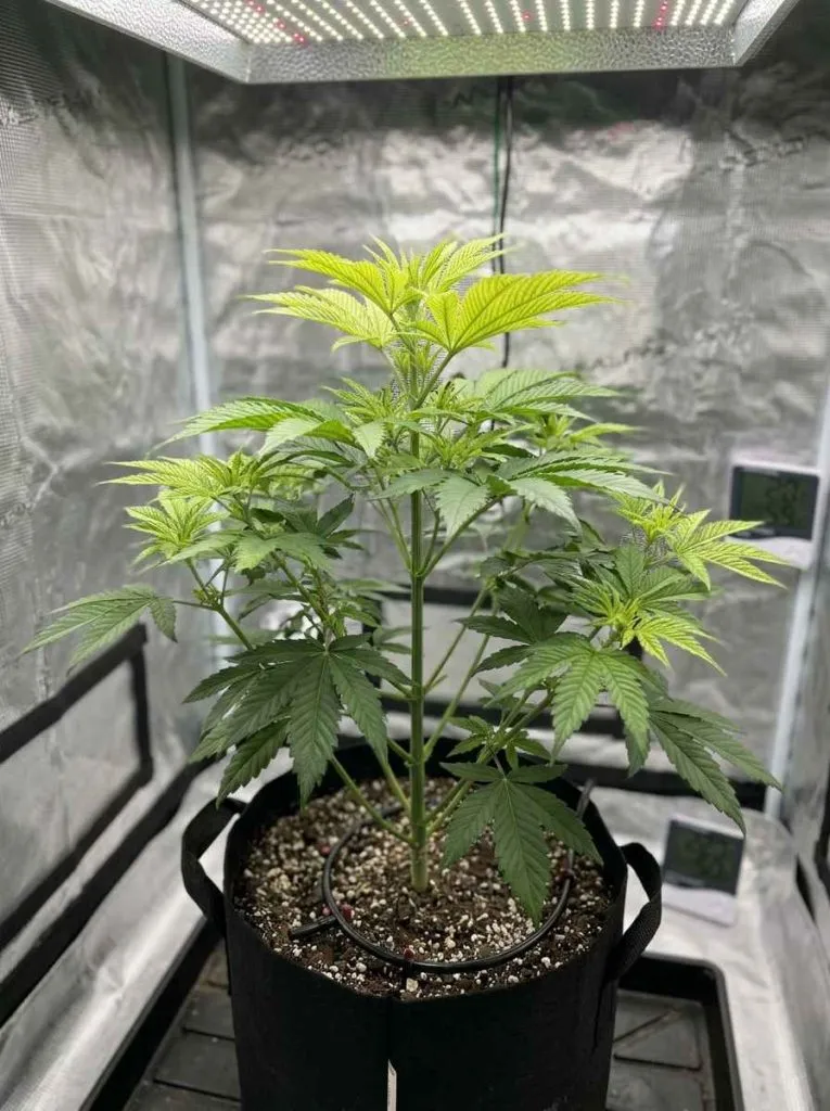 upper growth affected first iron deficiency