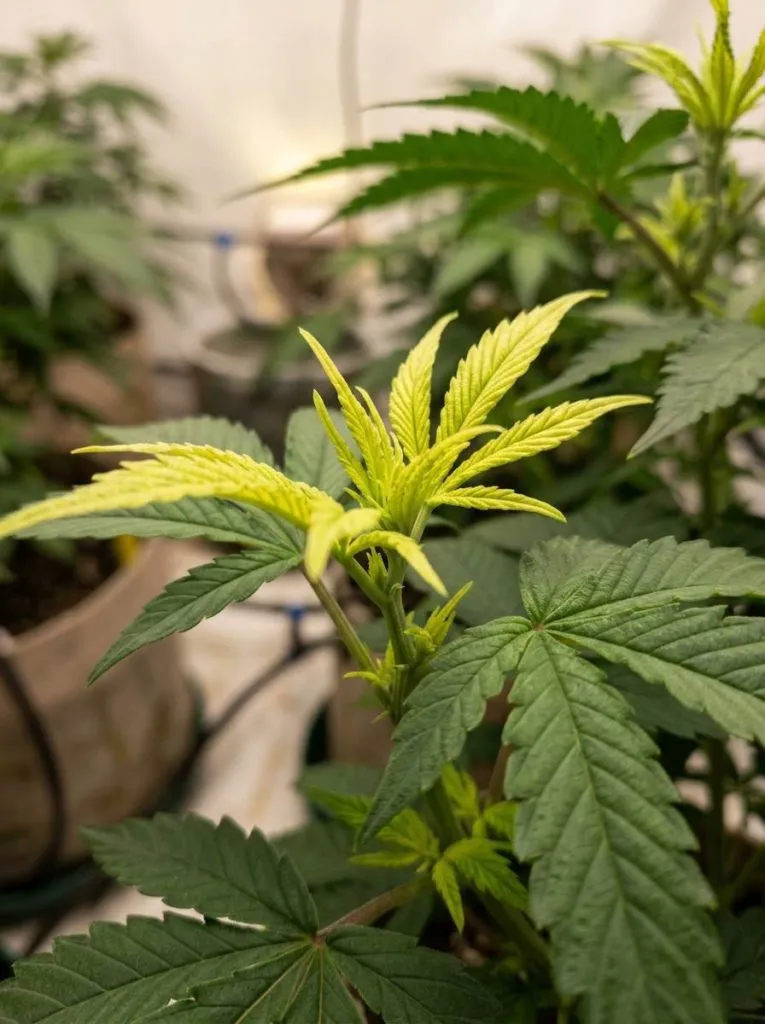 pale new growth iron deficiency