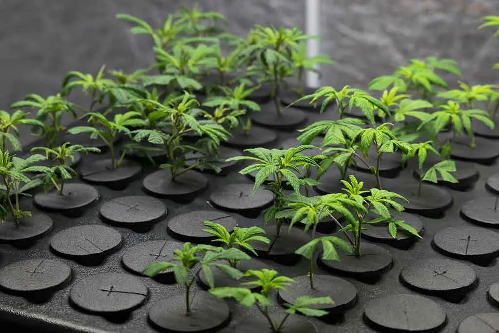 Young Fresh Cut Cannabis Clones