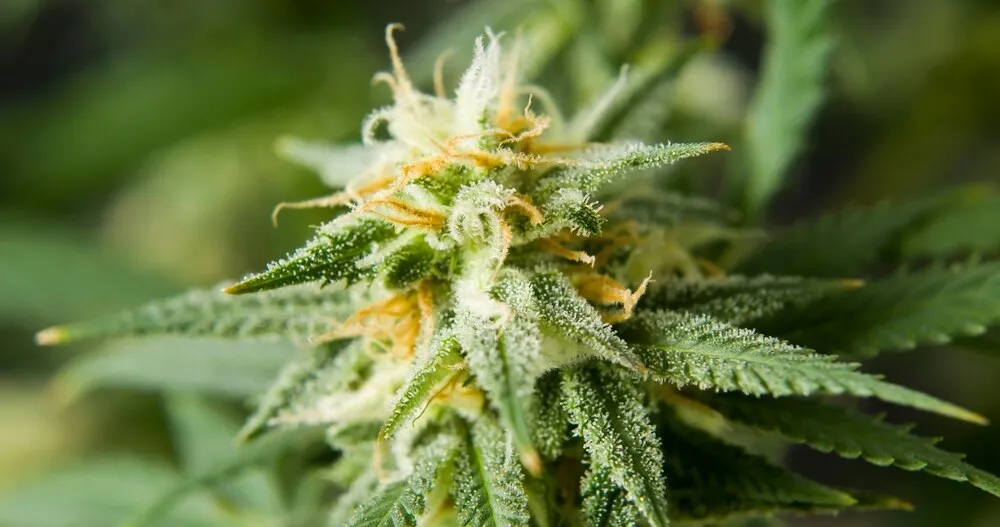a close up photo of a cannabis plant with the trichomes
