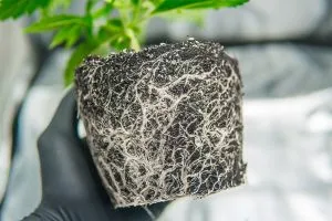 A complete guide to cannabis roots