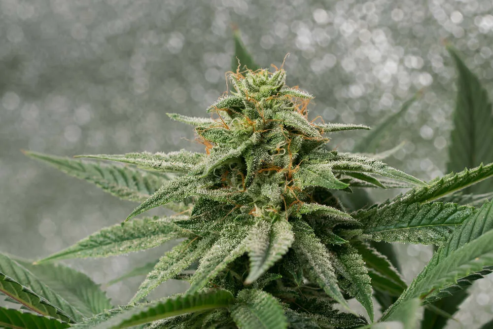 a heirloom cannabis strain flowering with frost on it