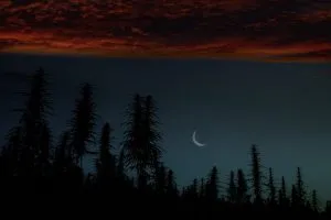 Night Cannabis Field