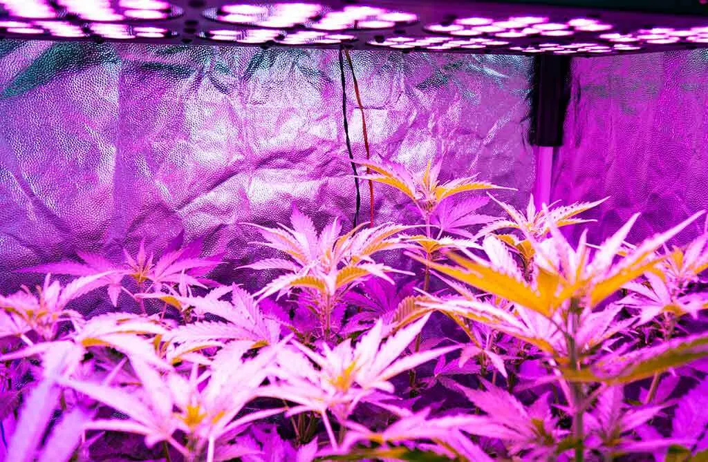 LED lights are highly more energy efficient than other lights