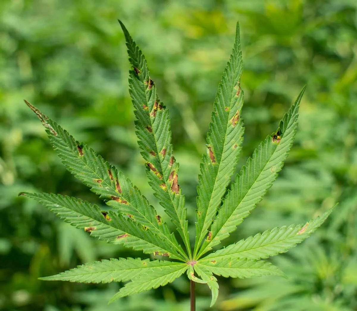 Cannabis plant with calcium deficiency