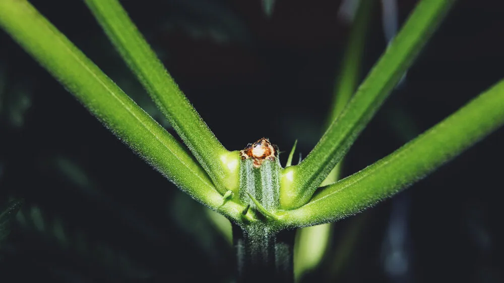 cannabis plant after being fimmed
