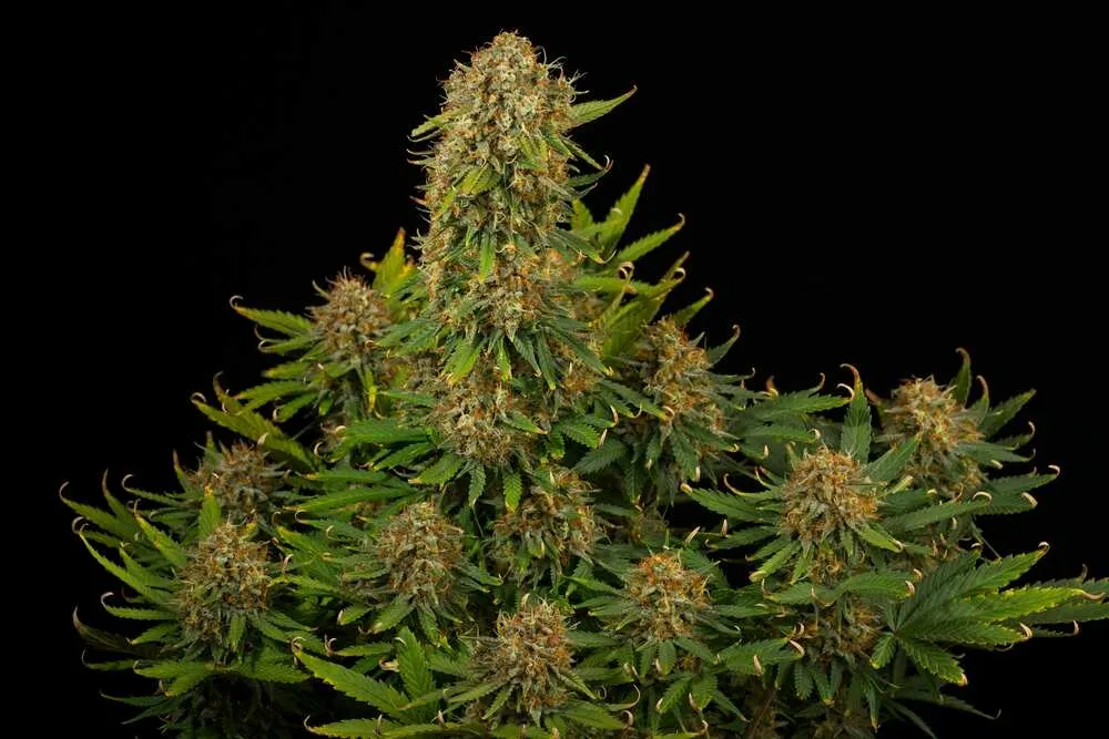 Bruce banner strain flowering