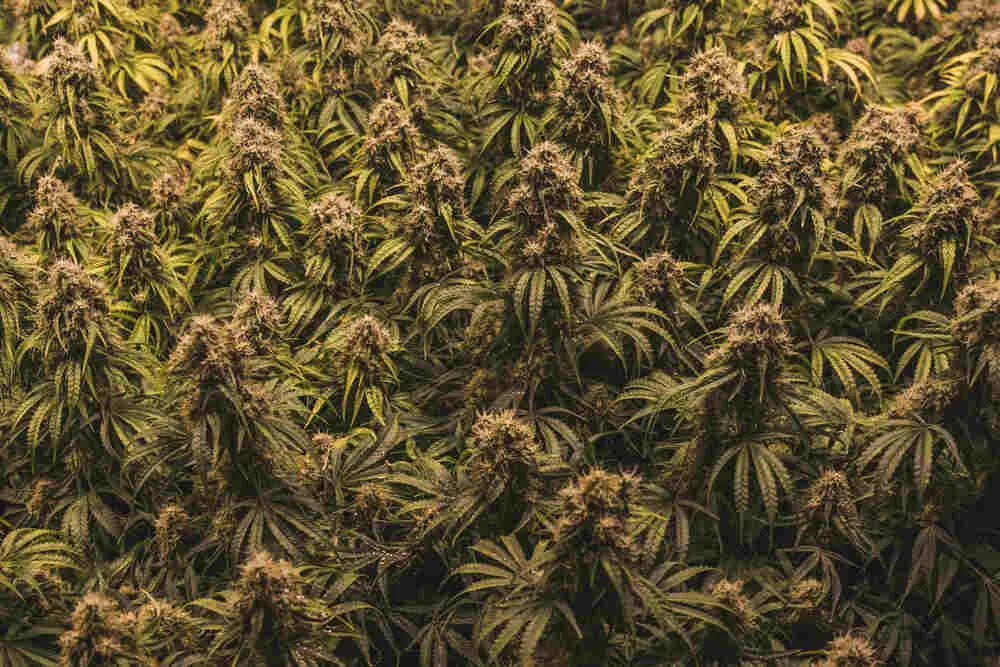 SOG cannabis grow