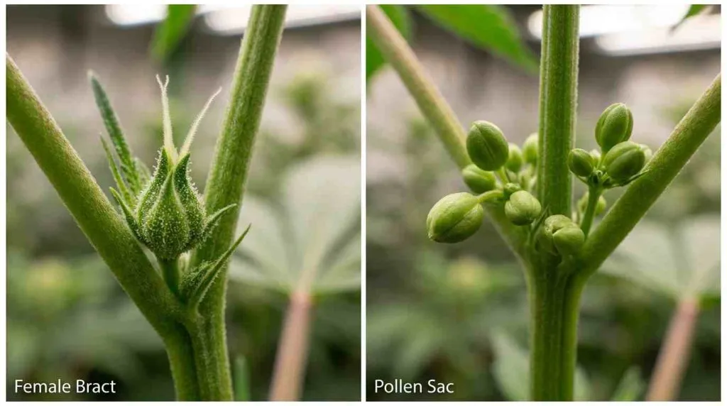 Side-by-side comparison of a female cannabis bract and a pollen sac.