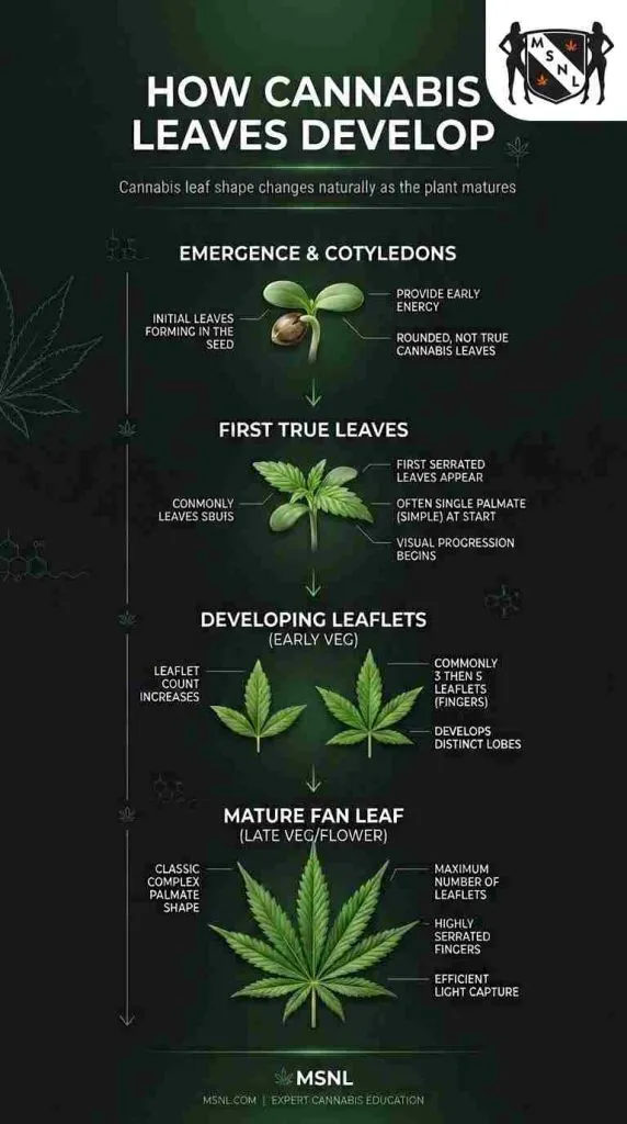 Cannabis leaf development from cotyledons to one-, three-, five-, seven- and nine-leaflet leaves