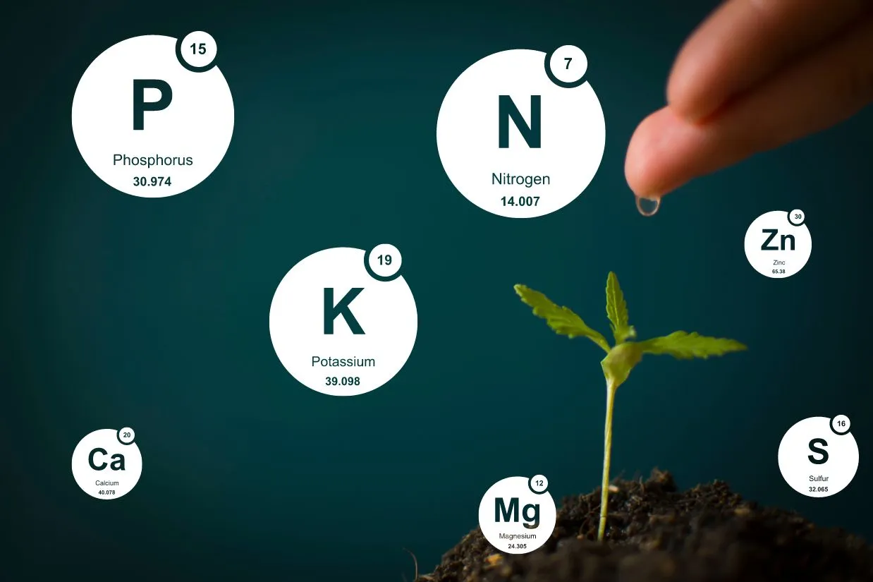 Cannabis-seedling-surrounded-by-the-essential-autoflower-nutrients-in-bubbles