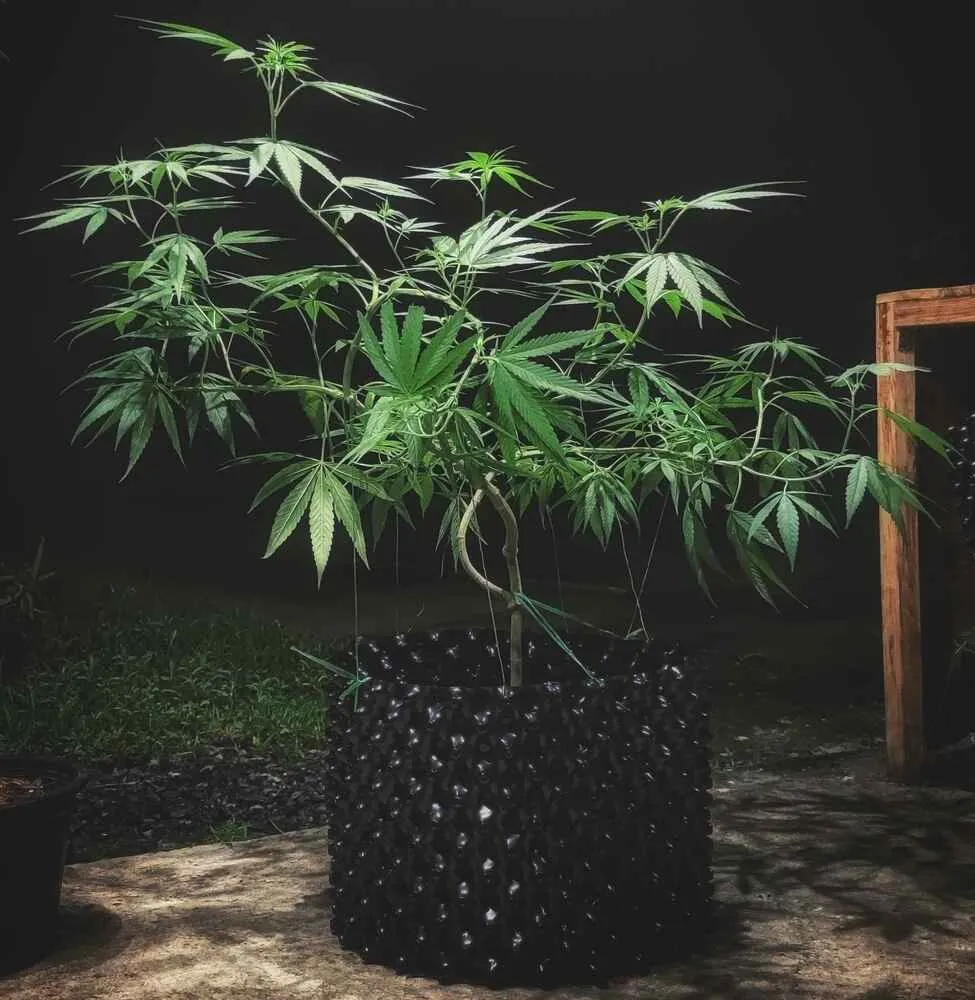 Airpot for cannabis