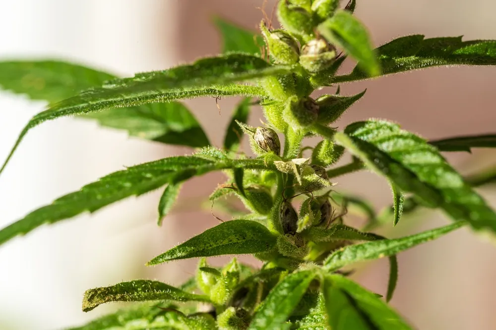 Pollinated,Female,Cannabis,Buds,With,Trichomes,And,New,Seeds,On