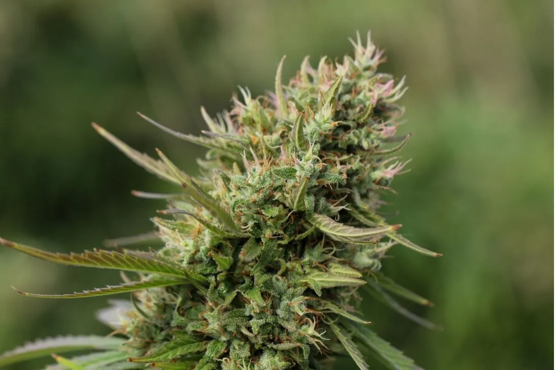 Sour Diesel strain (1)