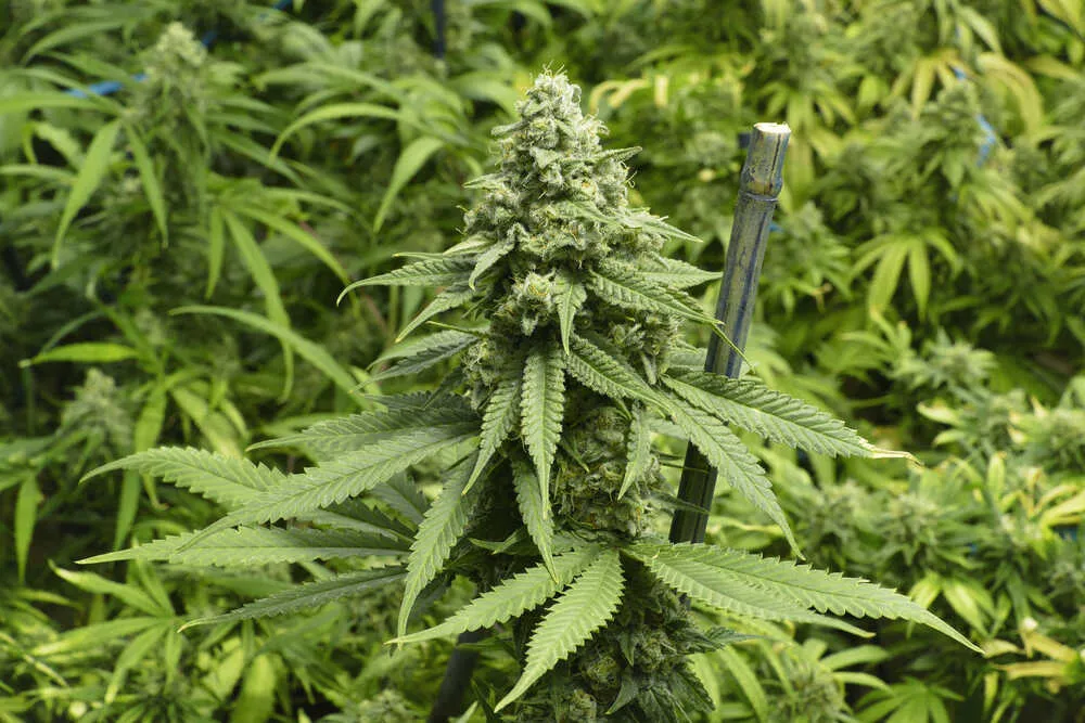 big-bud-strain-growing-in-late-flowering-stage