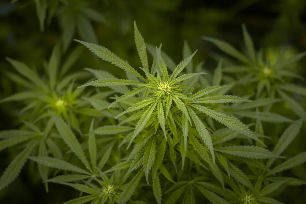 a cannabis plant with visible hairs indicating it is in the early flowering stage
