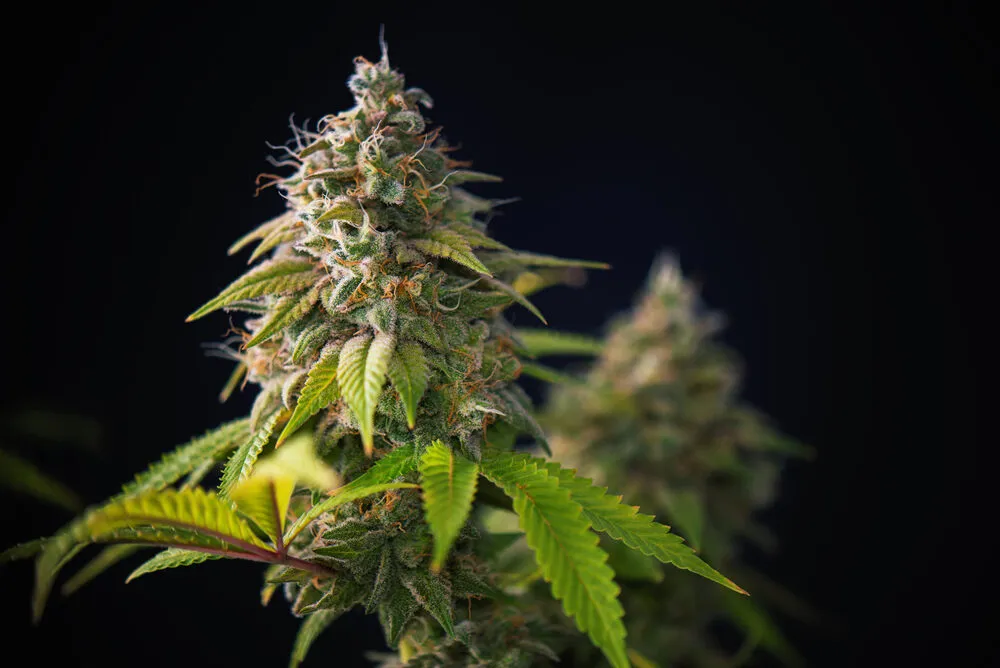 a cannabis plant that has full bloomed as in the late flowering stage