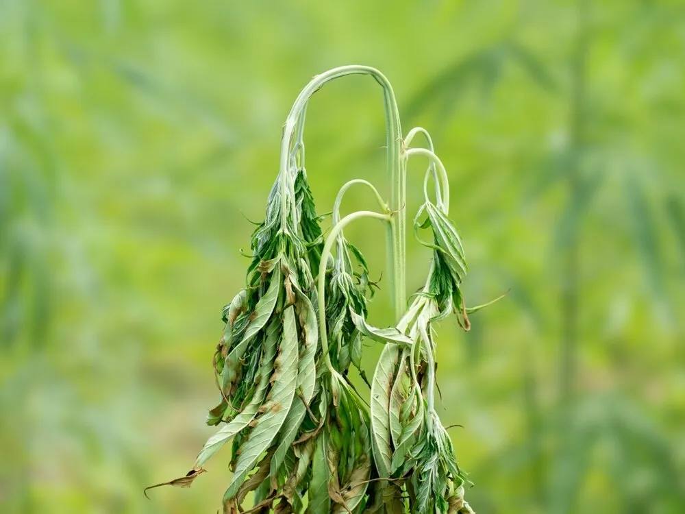 fusarium on cannabis causing the leaves to wilt