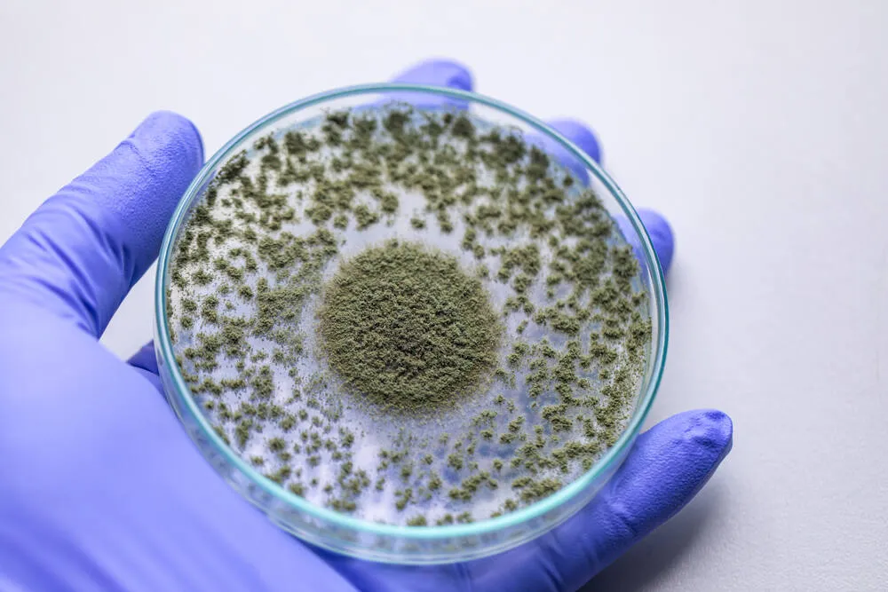 Aspergillus in a glass tray being held by a scientist with a glove on