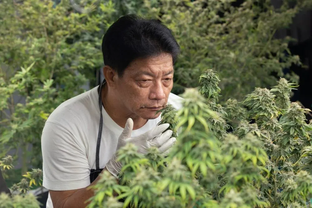 an asian man smelling cannabis plants to detect mold