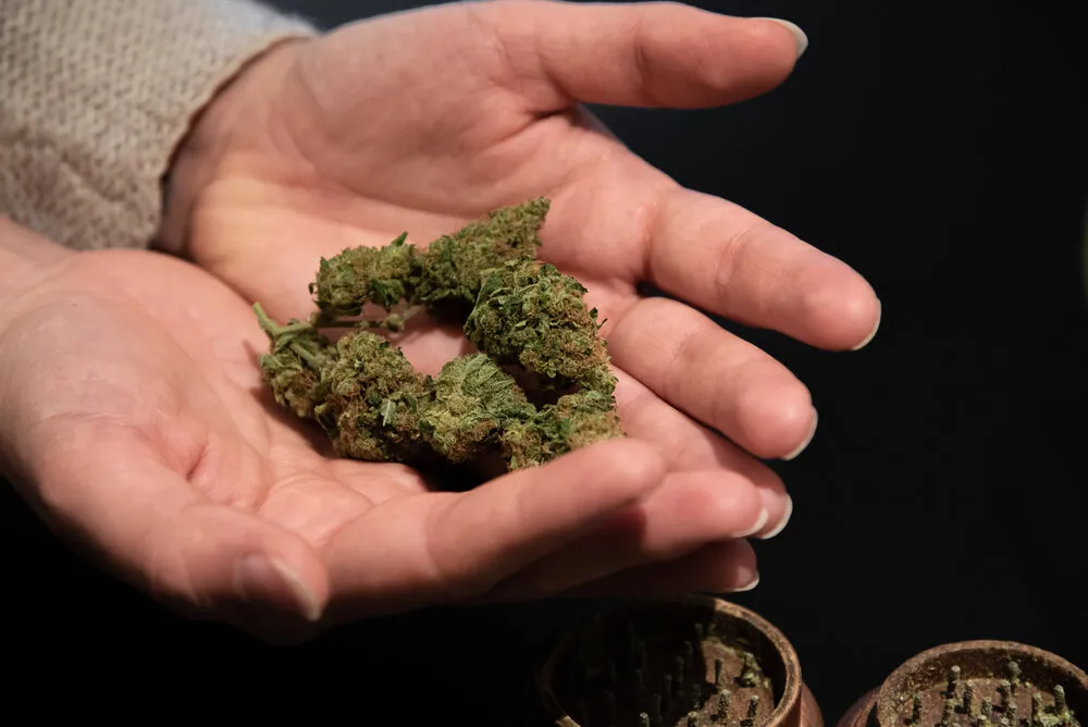 a pair of hands holding some bud with a grinder behind on a black background