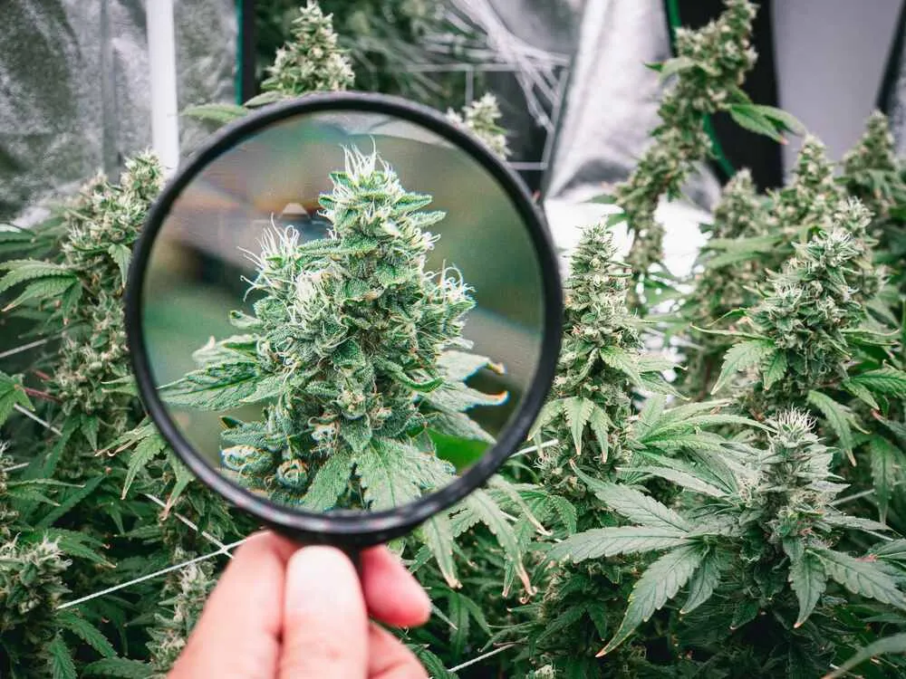 cannabis grower in a cannabis tent holding a magnifying glass zooming in on one of the plants