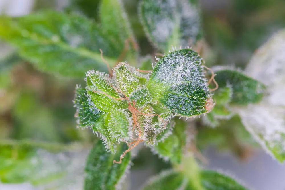 powdery mildew mold on cannabis leaves