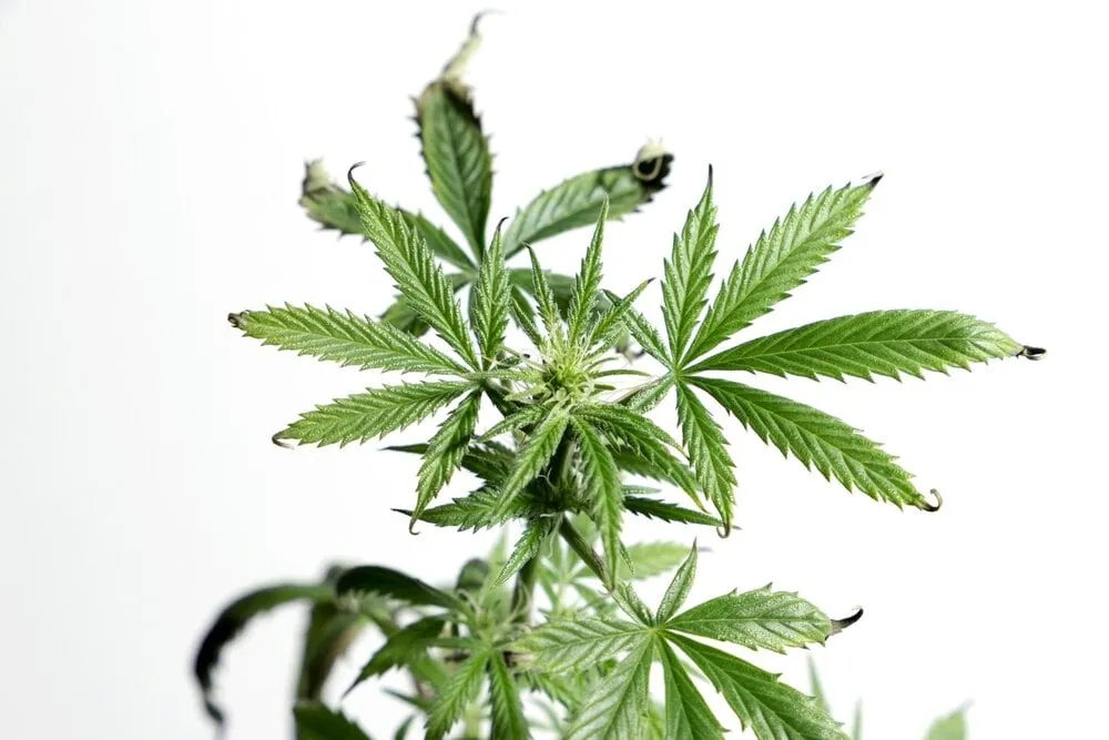 a cannabis plant that has burnt and curling tips on a white background