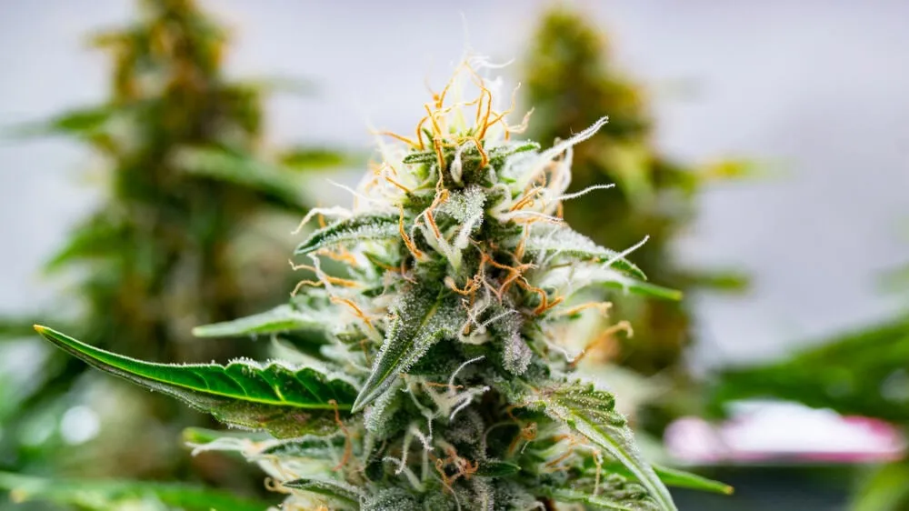 a close up of the buddha cannabis strain with two cannabis plants in the background blurred out