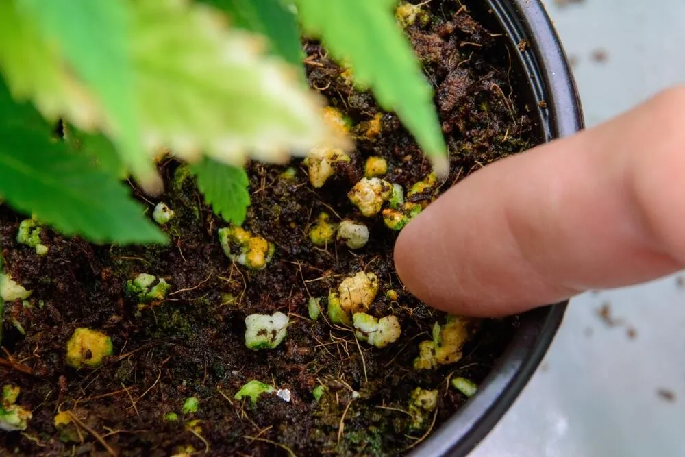 a finger pointing at some cannabis fertilizer in a cannabis plant pot