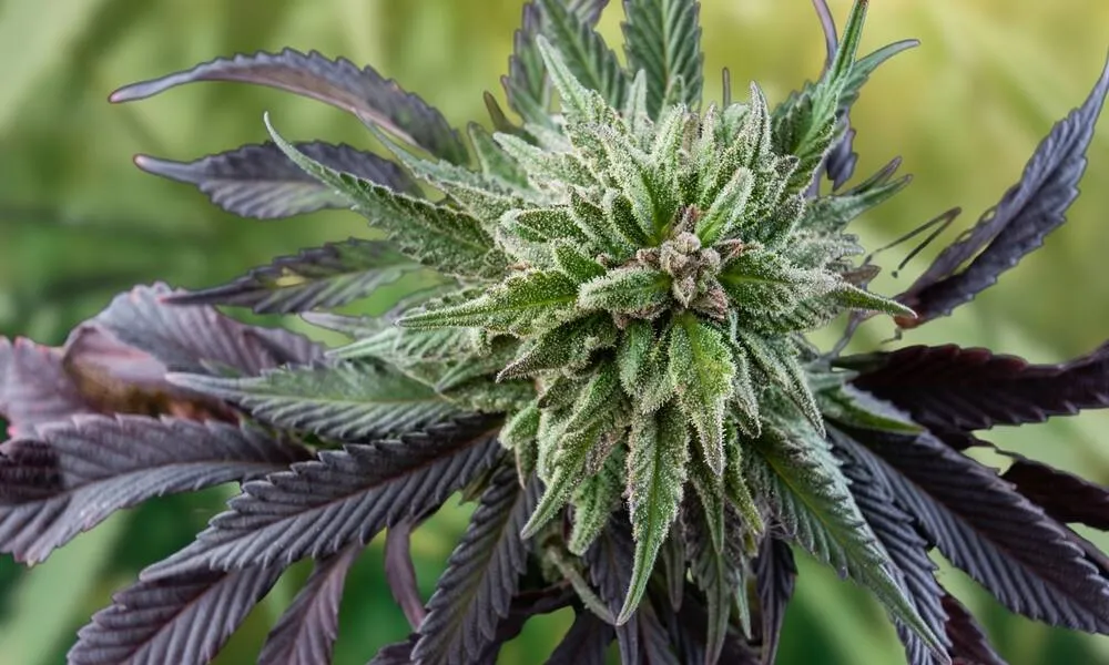 a close up of a acapulco gold cannabis plant with it's purple leaves