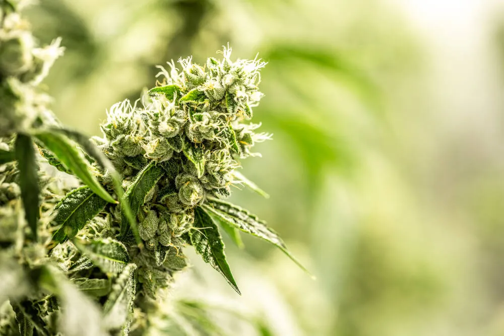 a close up of an afghan cannabis plant with a blurred background