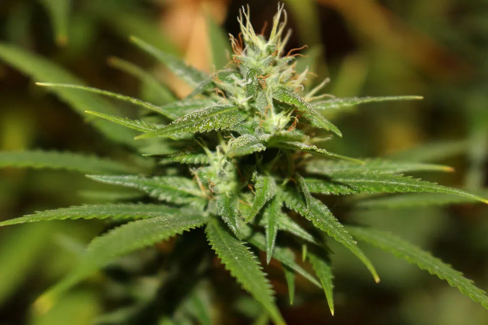 a close up of a durban poison cannabis plant