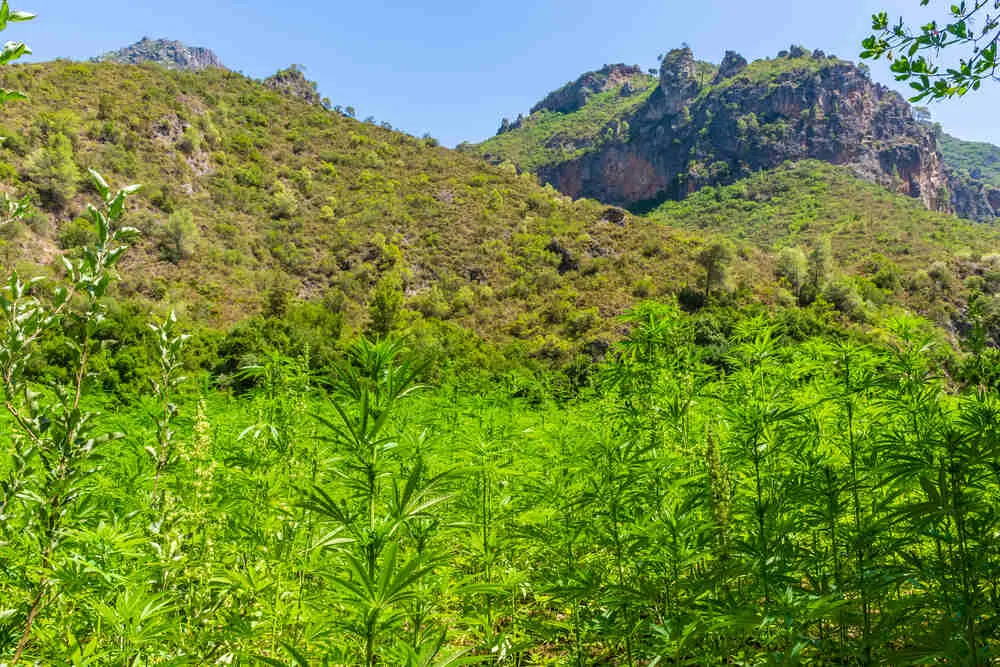 landrace cannabis growing in Africa in humid heat with a bright blue sky and mountains in the background