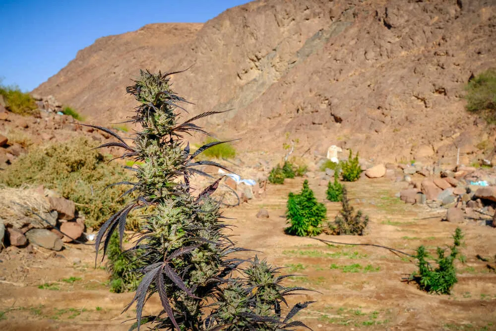 a purple landrace cannabis strain growing in the rocky desert of the middle east with a big mountain behind it