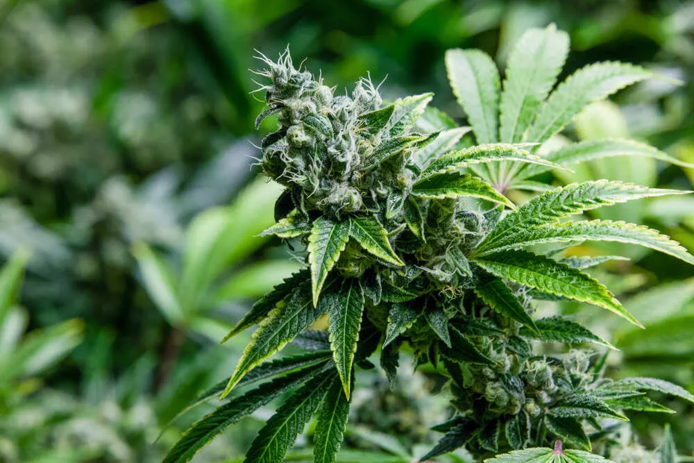 a close up of the skunk #1 cannabis strain with a blurred background