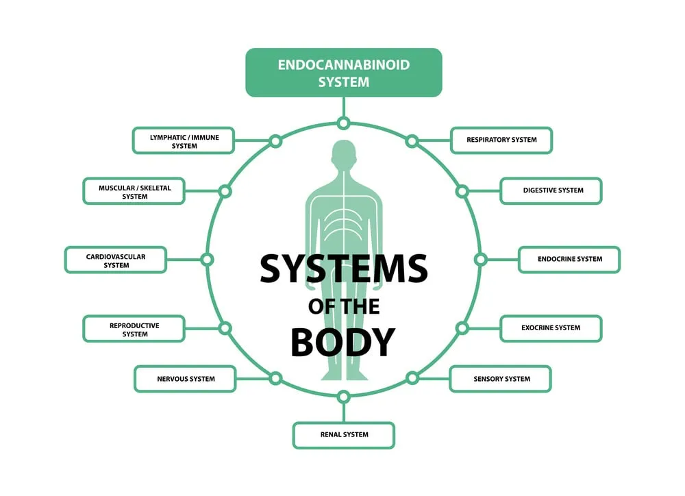 an image showing every system that is effected by the endocannabinoid system
