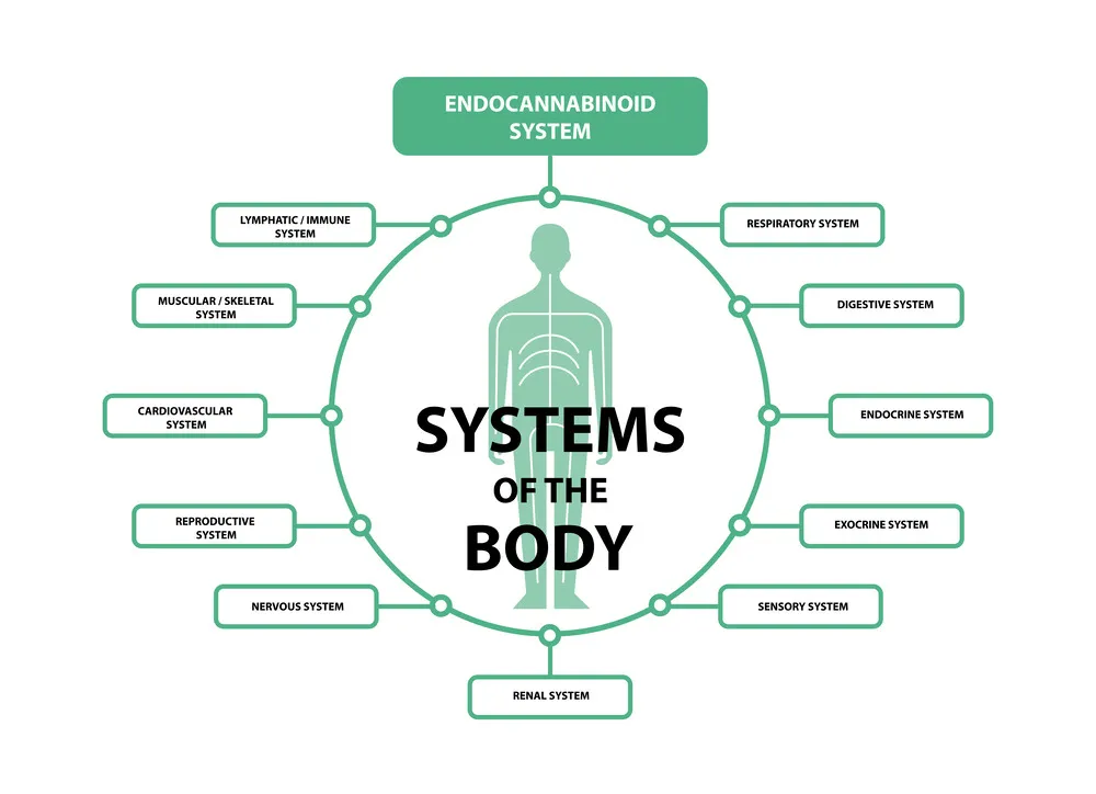 an image showing every system that is effected by the endocannabinoid system