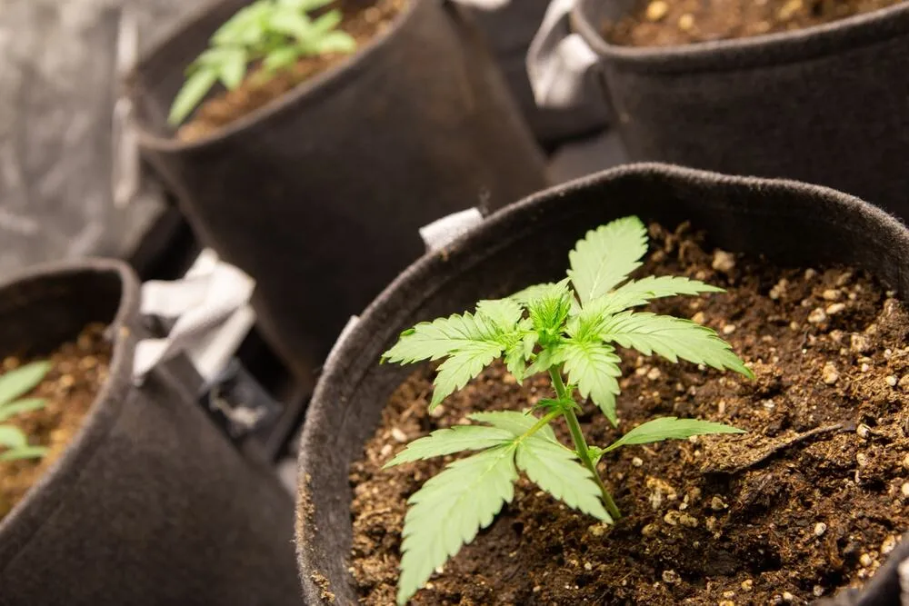 an autoflowering cannabis plant that has started the veg stage