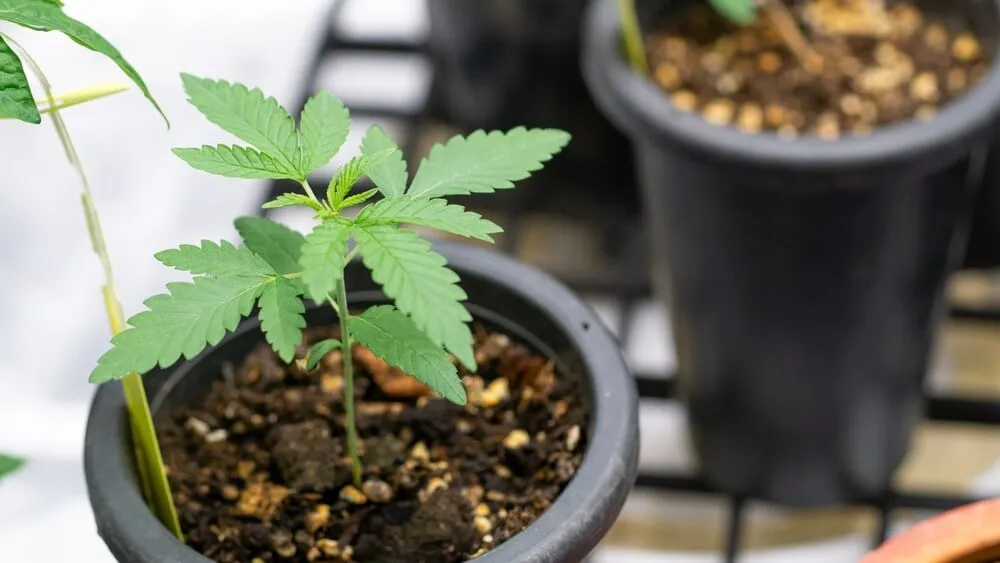 an autoflower plant that has been started in a small plastic cup