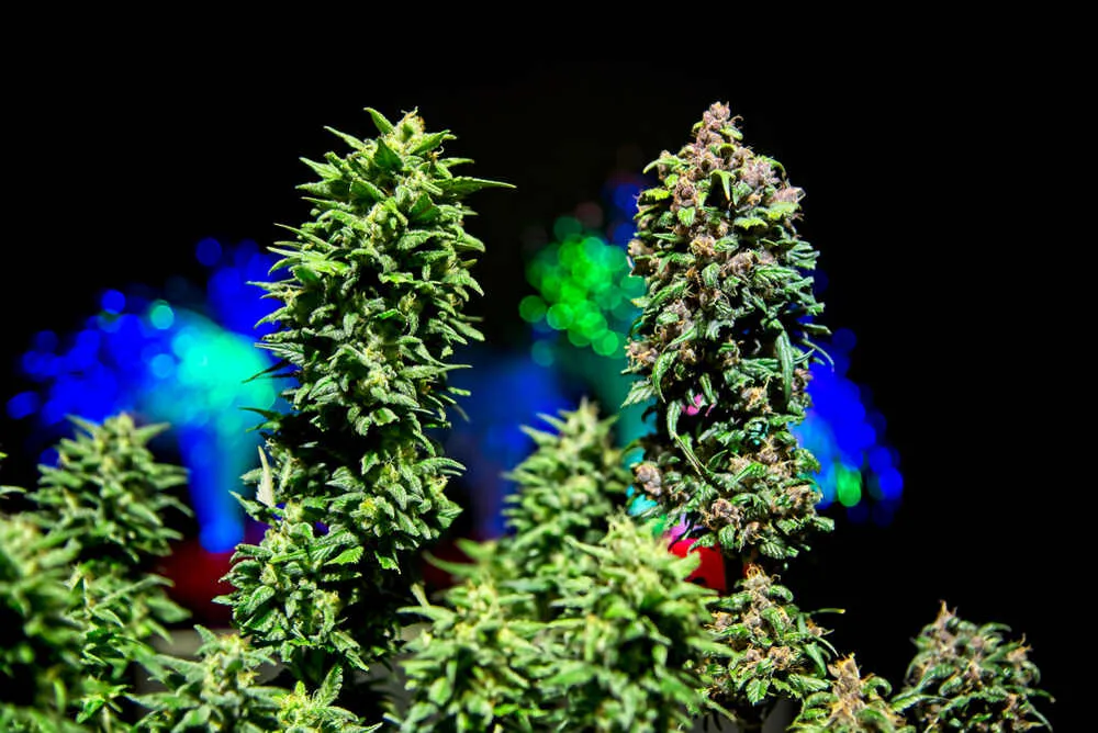 two autoflower plants side by side under LED lighting