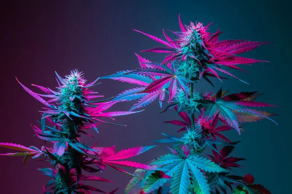 an autoflower and a photoperiod side by side growing under the same conditions
