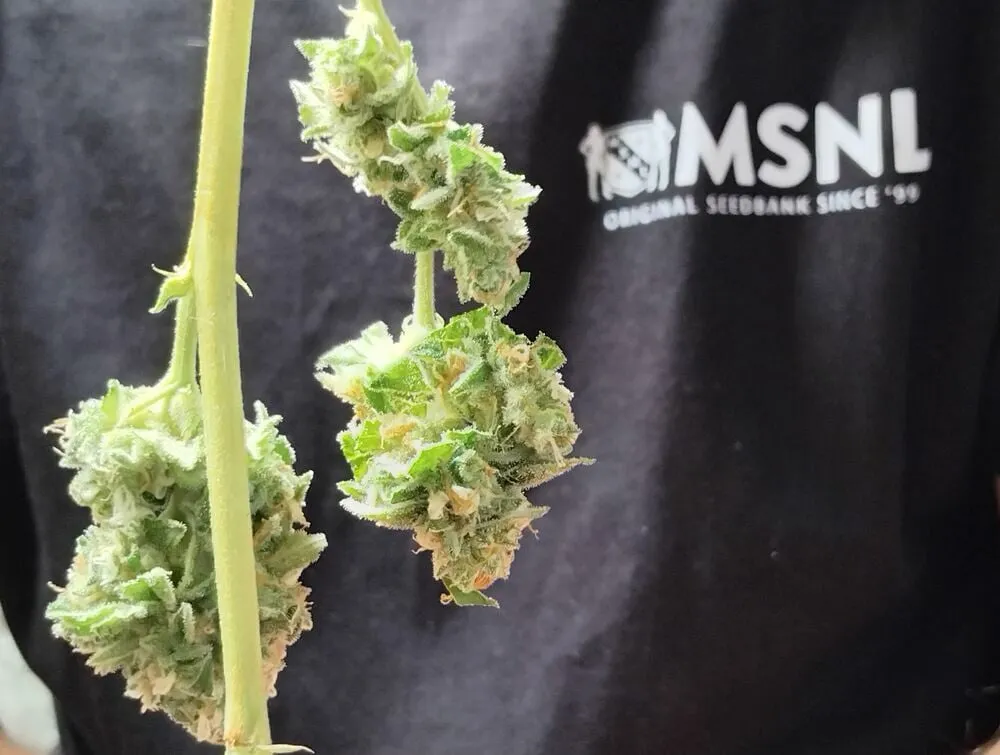 Wet trimmed buds ready to hang