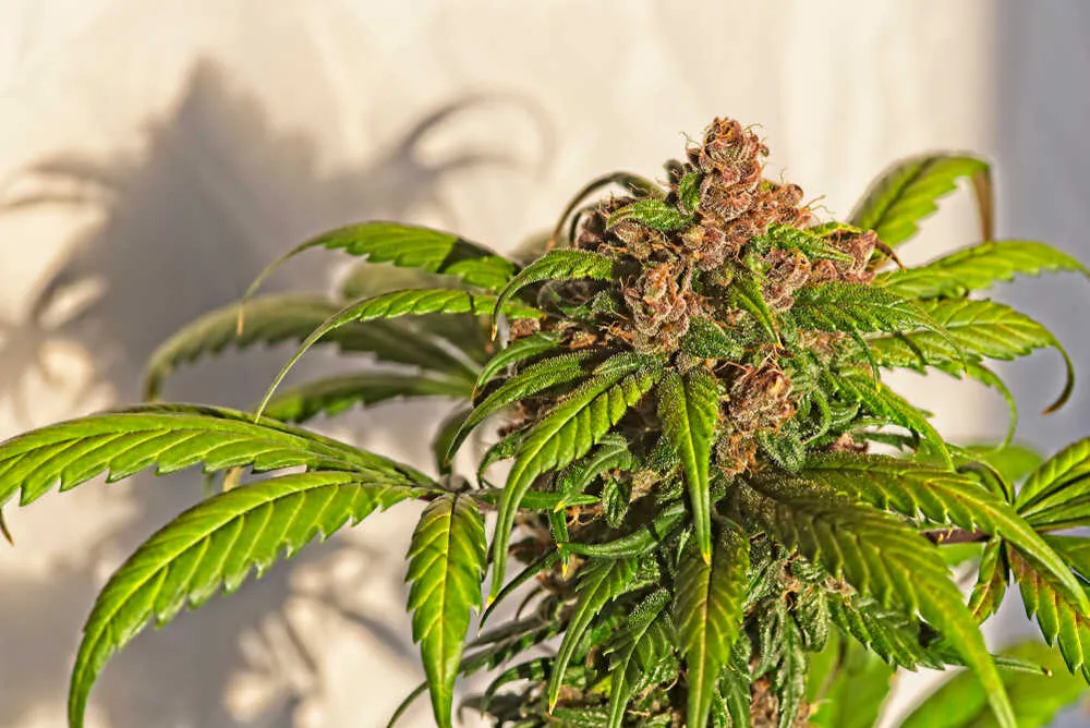 an autoflowering cannabis plant that is in the final stages of flowering with it