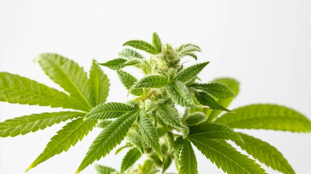 an autoflowering cannabis plant in flowering