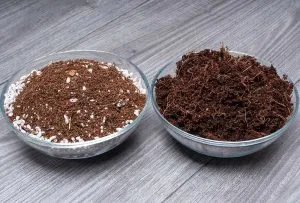 cannabis-growing-medium-1.jpg