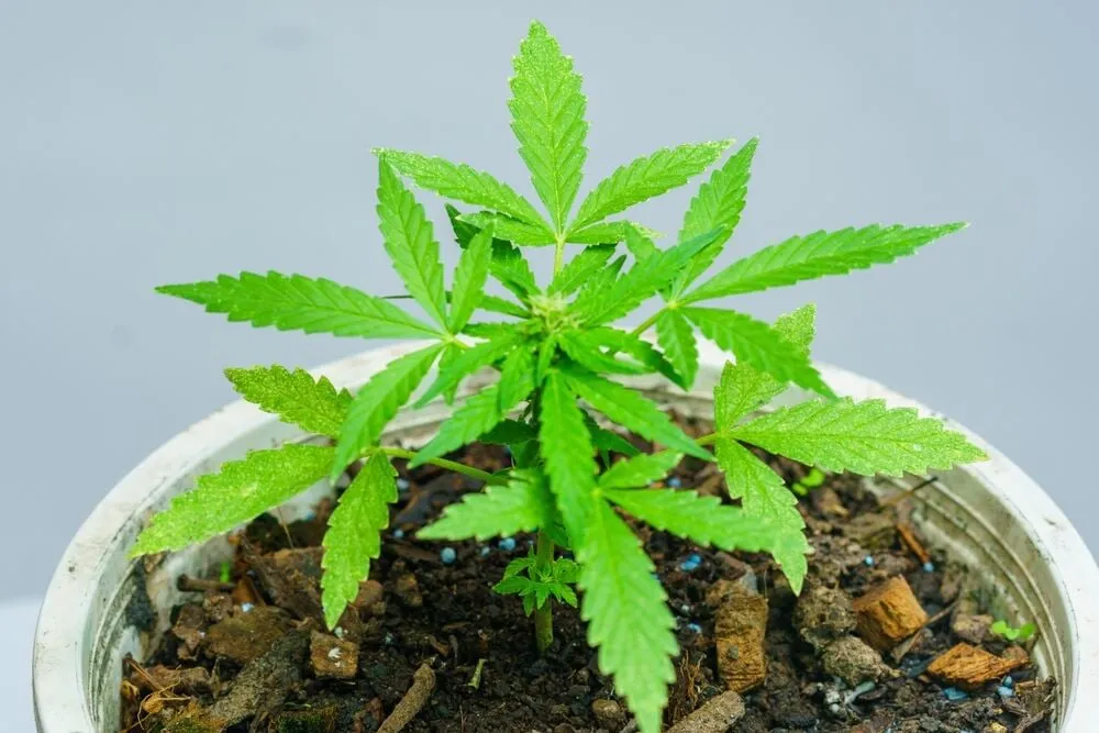 a cannabis autoflower plant in a white plant pot