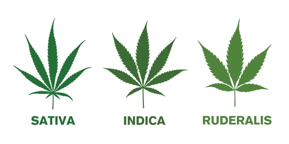 an image showing rhe different type of cannabis leaves including sativa, indica and ruderalis leaf